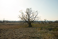 Tamagawa Tachikawa